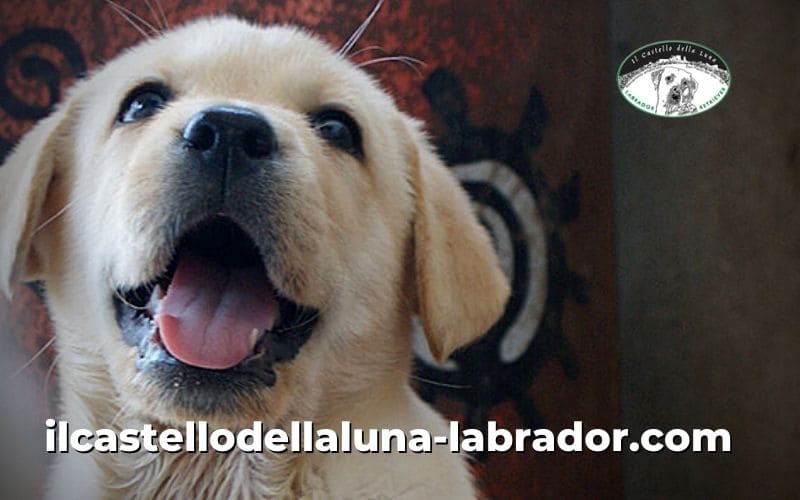 Il Labrador come riconoscerlo e le sue specialità