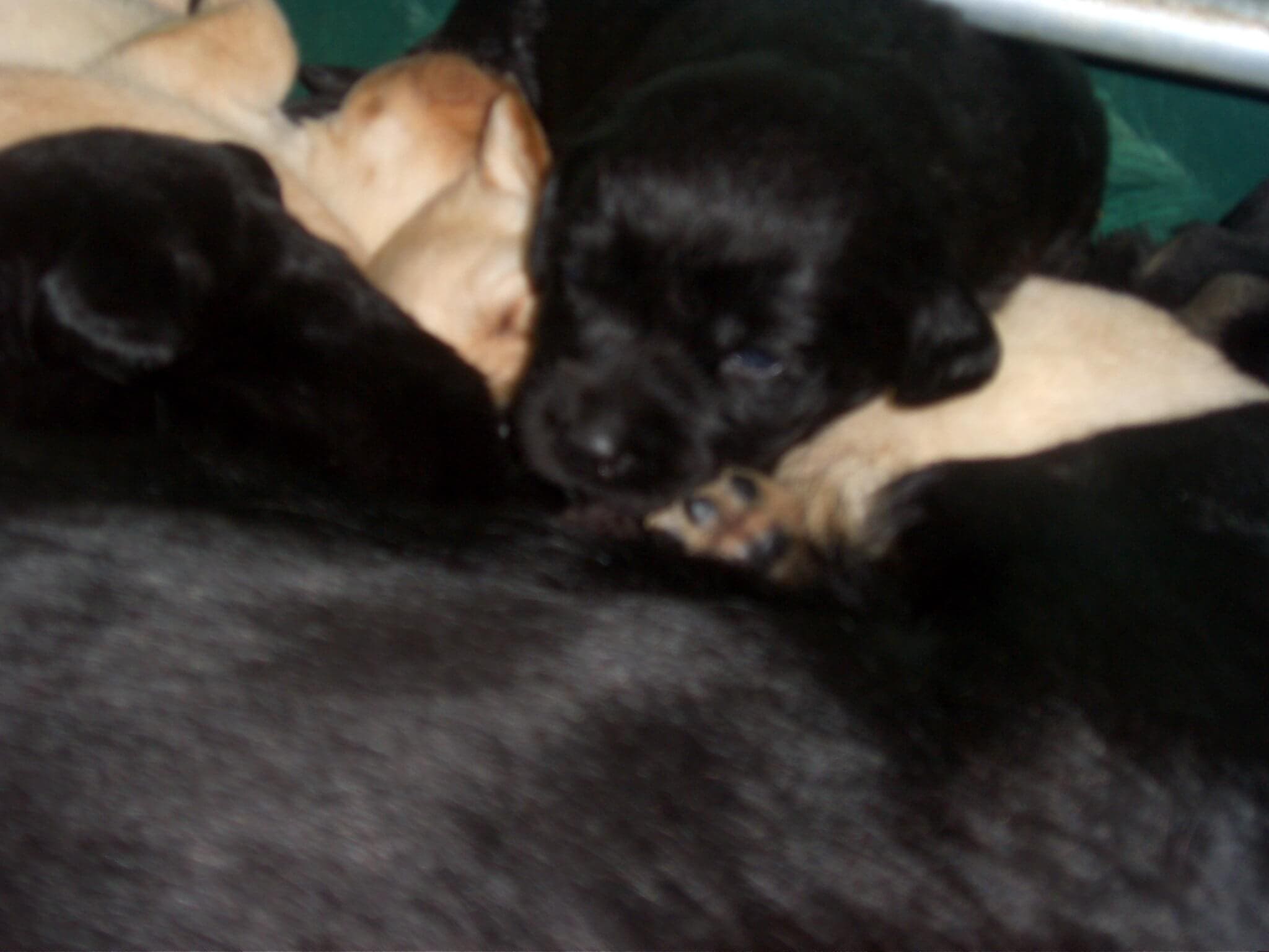 Labrador che allattano