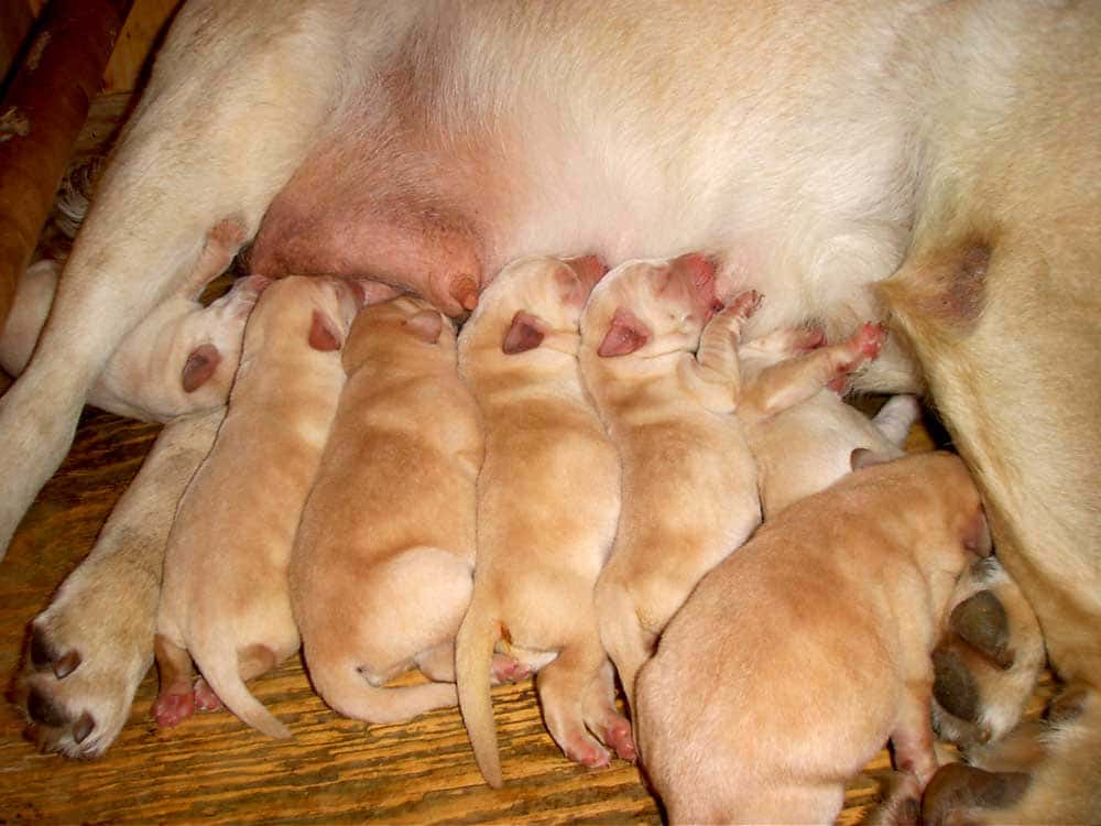 Labrador cuccioli che stanno allattando
