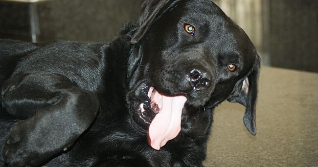 Labrador nero di faccia