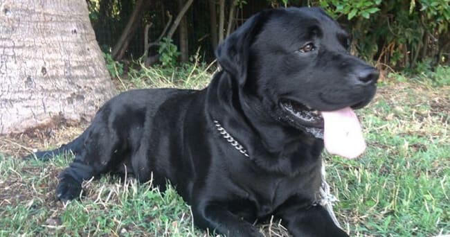 Labrador nero di profilo